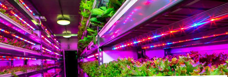 نور مصنوعی برای رشد گیاه